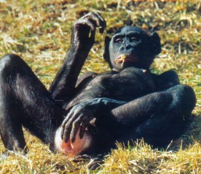 bonobo chimps